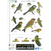Field Guide to Garden Birds of Britain