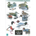 Field Guide to Wetland Birds